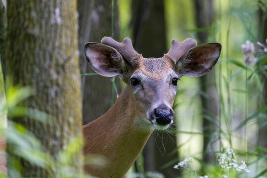 white-tailed deer (Odocoileus virginianus) male in early summer