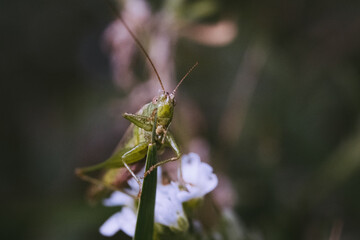 grasshopper on a leaf