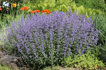 Flowering Faassen's blue catmint (Nepeta faassenii) plants in summer garden - 510710429