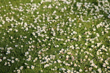 White flowers of daisies (Bellis perennis) in green grass in summer garden