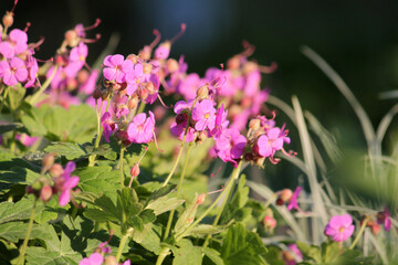 Pink flowers of Geranium cantabrigiense in garden