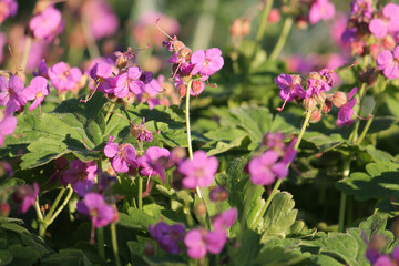 Fototapeta premium Pink flowers of Geranium cantabrigiense in garden