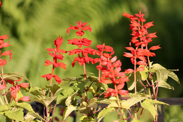Flowering red scarlet sage (Salvia splendens) plants in summer garden