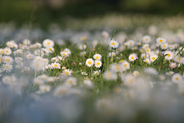 White flowers of daisies (Bellis perennis) close-up in green grass in summer garden © kazakovmaksim
