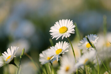 White flowers of daisies (Bellis perennis) close-up in green grass in summer garden © kazakovmaksim