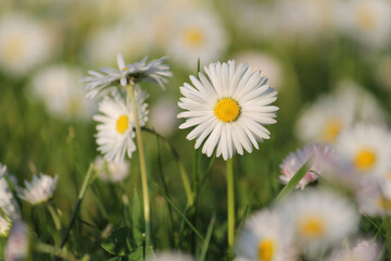 White flowers of daisies (Bellis perennis) close-up in green grass in summer garden