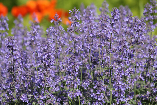 Flowering Faassen's blue catmint (Nepeta faassenii) plants in summer garden