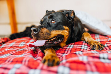 A beautiful dog of the Rottweiler breed lies on a red checkered rug with an open mouth and guards...