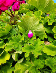 Joyful Geranium