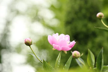 Fototapete Pfingstrosen Pfingstrosenblüte rosa  © Ivonne Berz