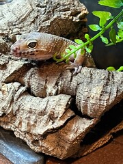 Gogo gecko 