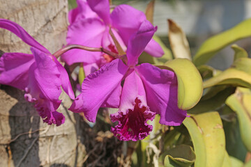 Pink orchid in detail