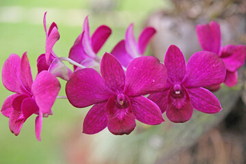 
Pink orchid in detail