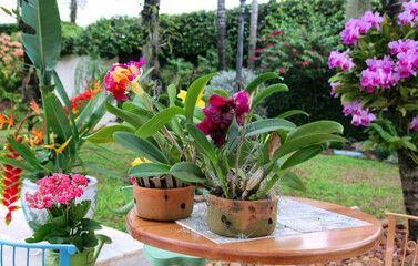 Orchids in the pot in the backyard