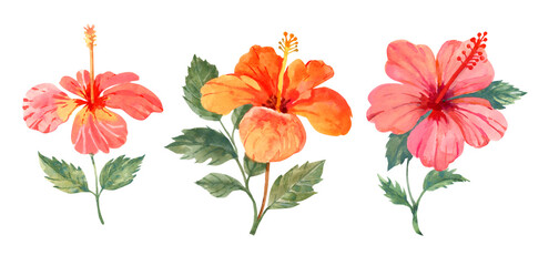 Hibiscus flowers and leaves. Hand drawn botanical illustration on white background © Elena