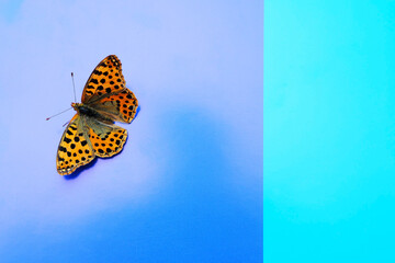 Butterfly on the blue background