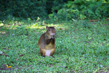 Naklejka na ściany i meble Animal Agouti, a small rodent mammal, sitting in the grass.