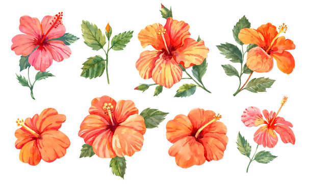 Hibiscus flowers and leaves. Hand drawn botanical illustration on white background