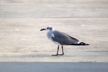 An isolated seagull standing on a concrete floor