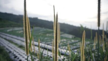Grass growing around the vegetable plantation