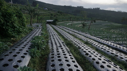 Naklejka premium Green onion plant grown in a vegetable garden in the morning. It located on the slope of Mount Sumbing