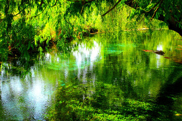 Captivating scenery with powerful sunbeams making their way through lush vegetation and lightening crystalline waters of a pond full of green algae in Fonti del Clitunno park