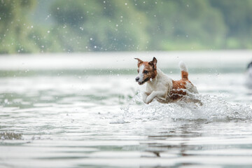 flying dog. Active jack russell terrier jumping in the water. Active holiday with a pet - obrazy, fototapety, plakaty