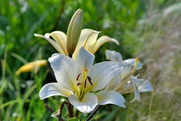 Beautiful Lily flowers in a garden