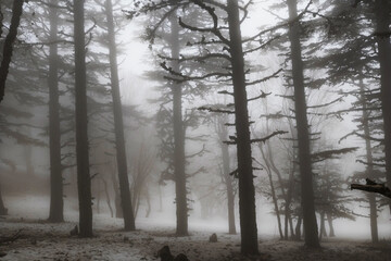 Fog in the forest