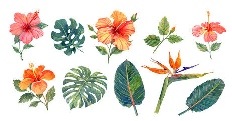 Tropical flowers and leaves set: hibiscus, monstera, banana tree leaf, bird in paradise. Hand drawn botanical illustration on white background © Elena