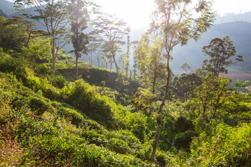 Tea plantation