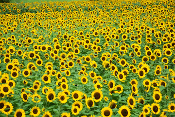 一面のひまわり	