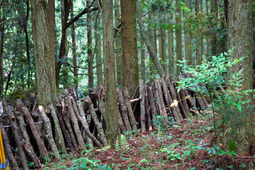 森の中のきのこ木
