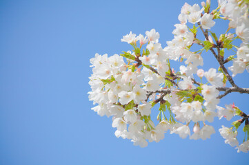 青空を背景に桜の花をクローズアップ	