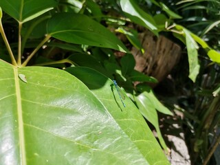 Libelula Azul sobre hoja verde