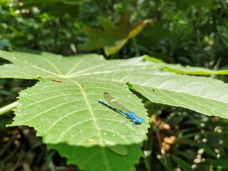 Libelula Azul sobre hoja verde