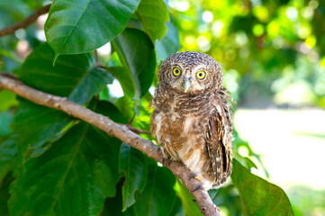 Brown Eagle Owl.An eagle owl on Green blurred background.Great gray owl on a branch.