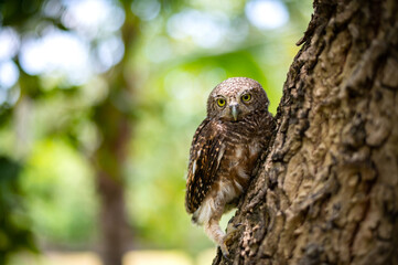 Brown Eagle Owl.An eagle owl on Green blurred background.Great gray owl on a branch.