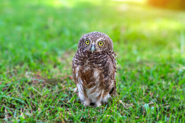 Brown Eagle Owl.An eagle owl on Green blurred background.Great gray owl on a Green grass background.