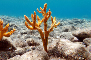 Yellow antlers sponge (Axinella polypoides) in Mediterranean Sea