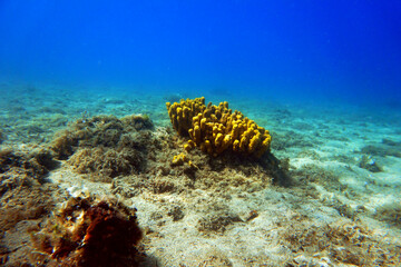 Yellow Mediterranean tube sea sponge, underwater image                 
