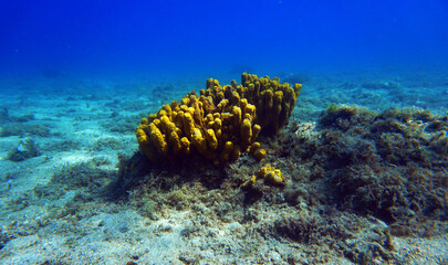 Yellow Mediterranean tube sea sponge, underwater image                 