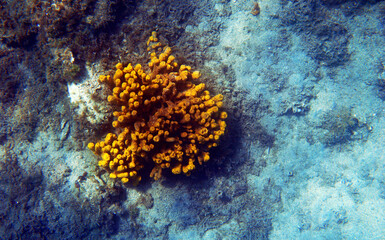 Naklejka na ściany i meble Yellow Mediterranean tube sea sponge, underwater image 