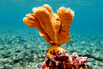 Yellow sea sponge underwater in the Mediterranean sea