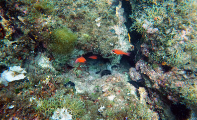 Naklejka na ściany i meble Red Mediterranean cardinal fish - (Apogon imberbis)