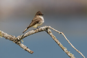 Eastern Phoebe Perched on Tree Branch