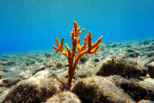 Yellow antlers sponge (Axinella polypoides) in Mediterranean Sea