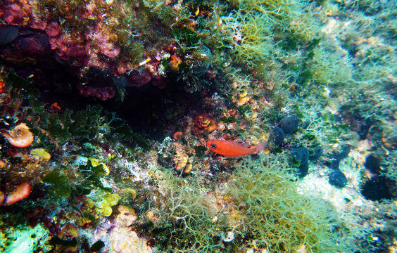 Red Mediterranean cardinal fish -  (Apogon imberbis)