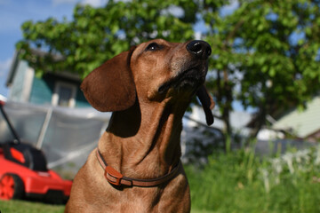 dog dachshund and lawn mower in the garden