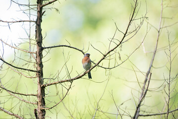 Eastern Bluebird